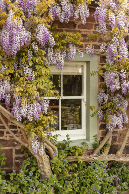 Purple Reign: where to find the best wisteria in London