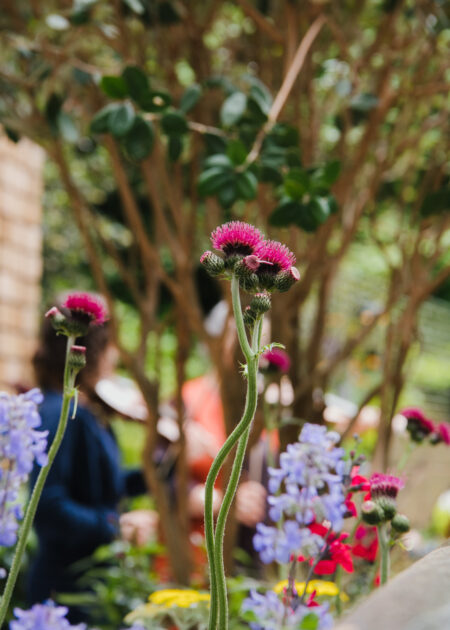 A Growing Concern: Katherine Holland designs the perfect reading garden for smaller city spaces